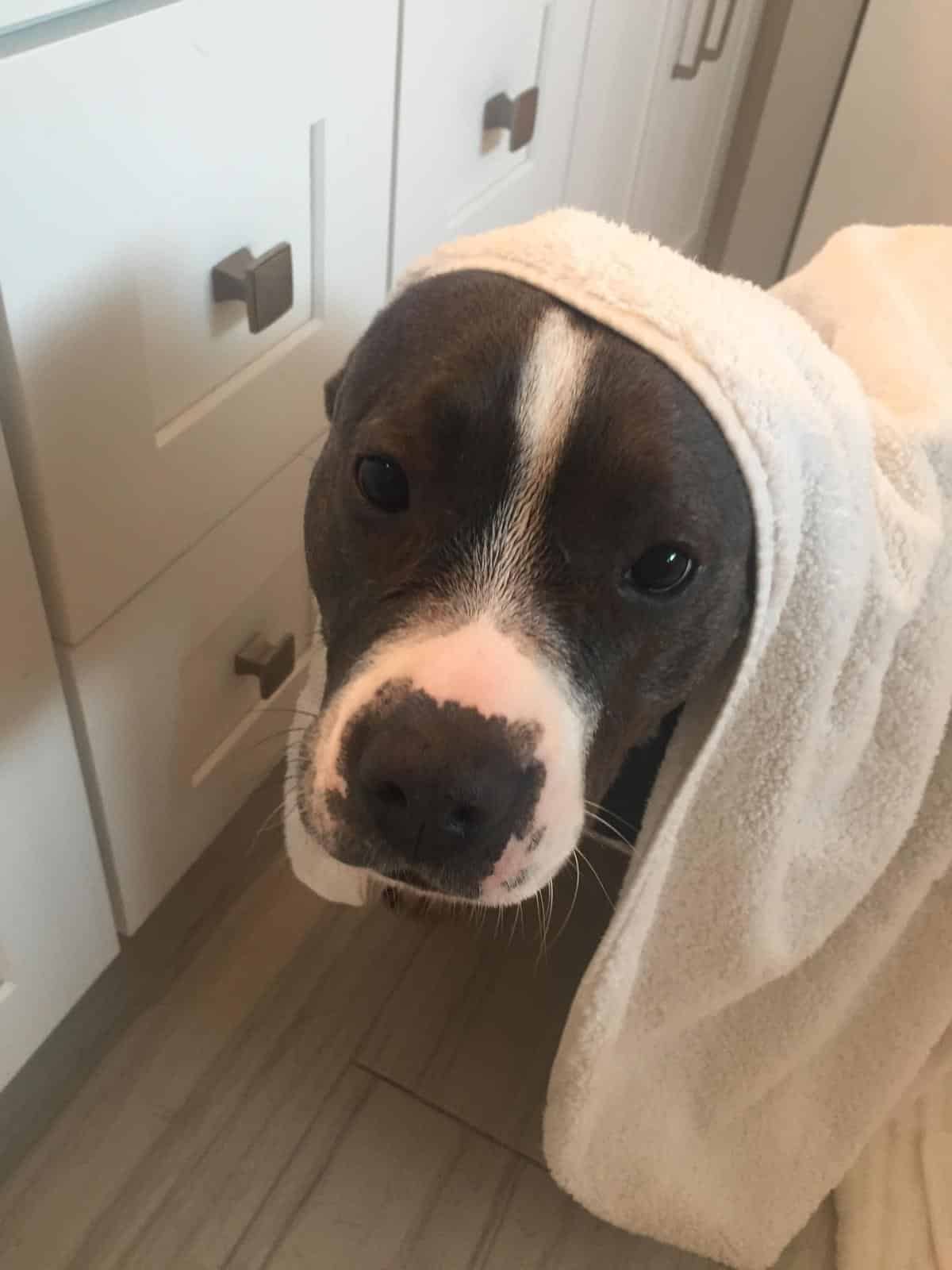 Ellie After Bath