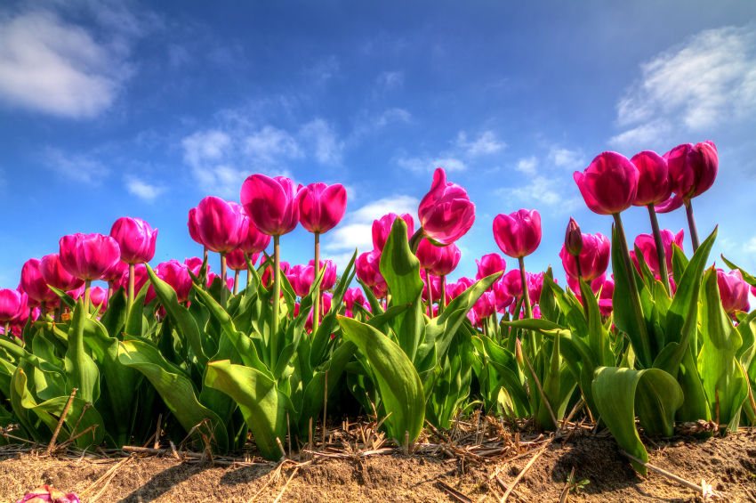 How to Grow Tulips in Southern California