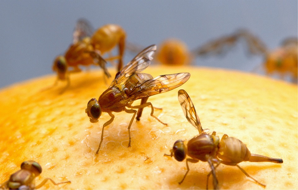 How to Get Rid of Fruit Flies - 