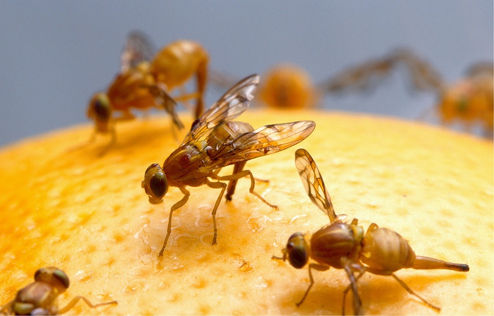 https://www.levine-homes.com/wp-content/uploads/2020/08/fruit-flies.jpg